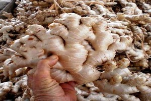 Ginger from Indonesia